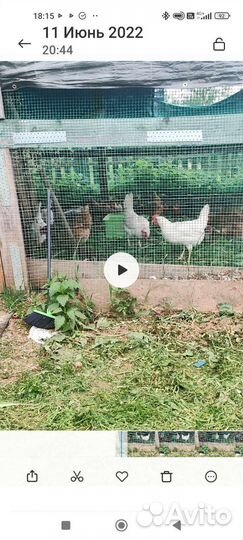 Домашние куриные яйца