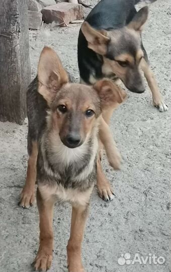 В добрые руки