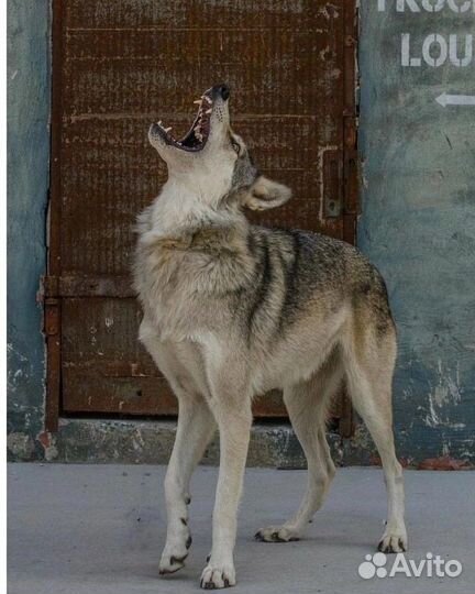 Передержка собак, кинология, выгул собак