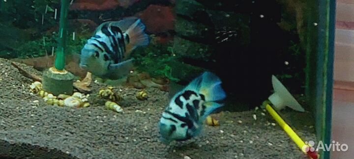 Аквариум 55 литров