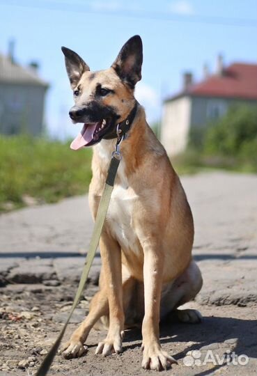 Собаки приюта ищут дом