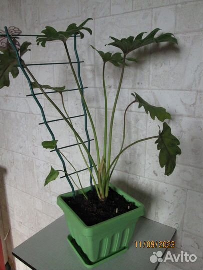 Комнатные растения цветы