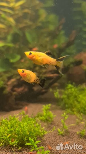 Моллинезия