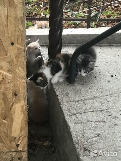 Отдам в добрые руки