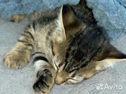 Отдам в добрые руки двух котиков