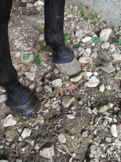 Коваль лошадей