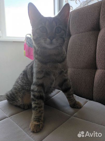 Кошечка в добрые руки бесплатно