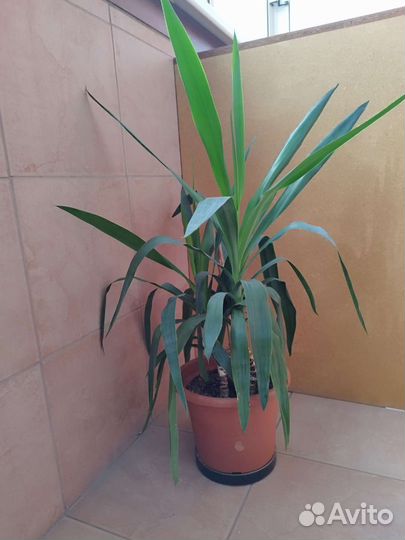 Пальма юкка