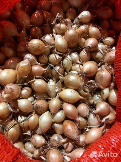 Лук севок оптом