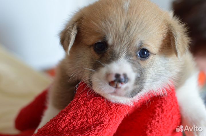 Щенки вельш-корги пемброк