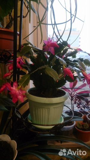 Шлюмбергера розовая