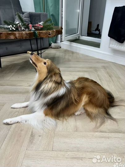 Шелти вязка