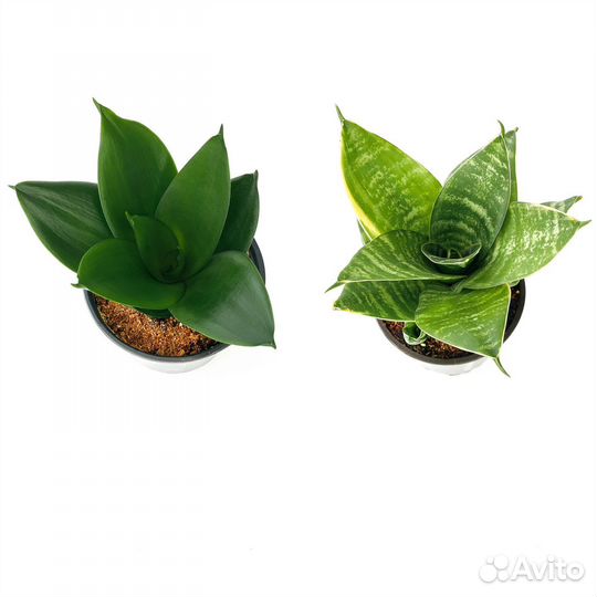 Сансевиерия, небольшие растения разные