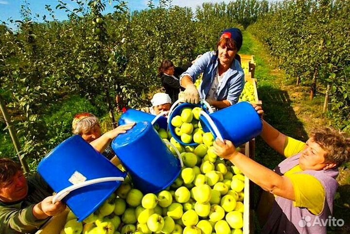 Требуется Сборщик