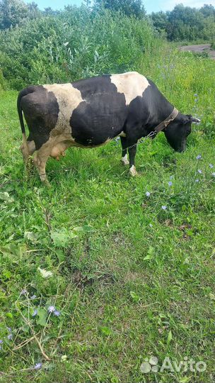 Корова стельная дойная