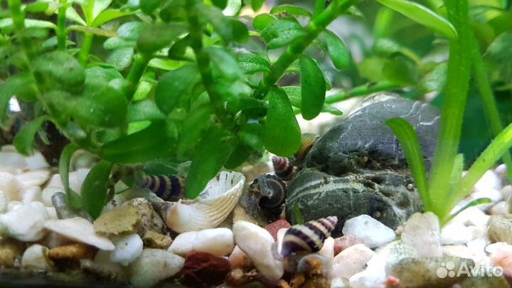 Улитки Хелены