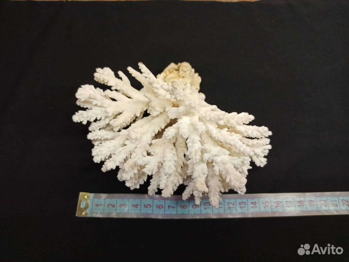 Натуральный коралл для аквариума