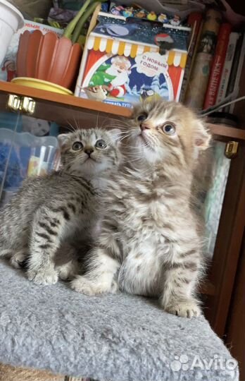 Вислоухие котята