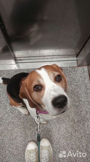 Передержка собак, догняня, котомама, выгул