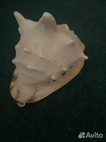 Ракушка морская большая