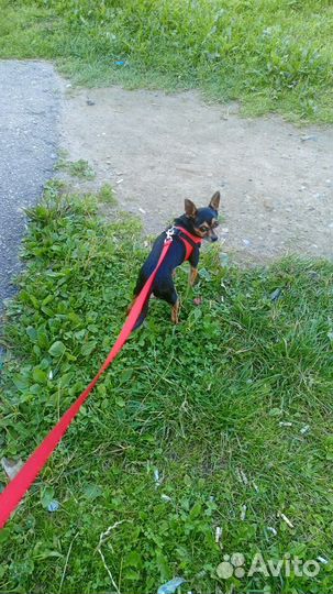 Мини тор Терье