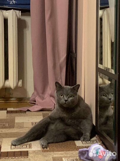 Шотландский кот вязка