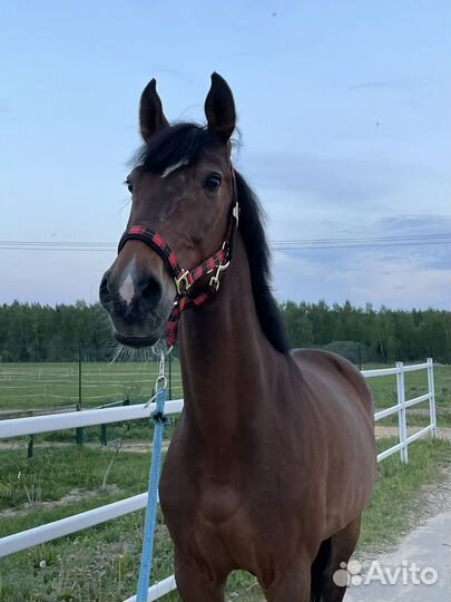 Конкурный мерен