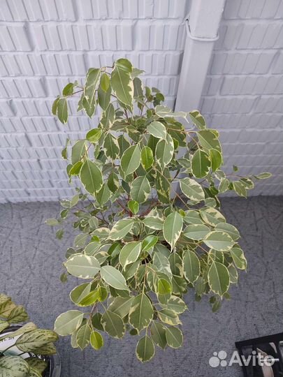 Фикус бенджамина большой
