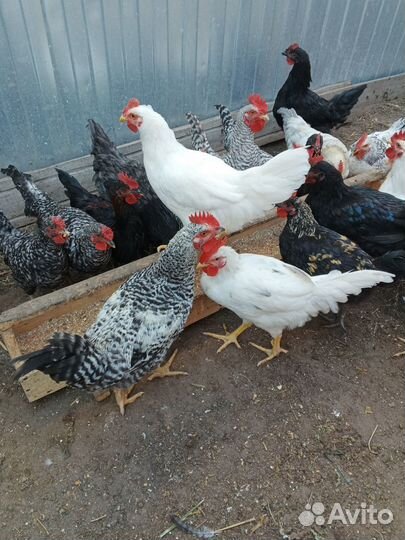 Молодые петушки