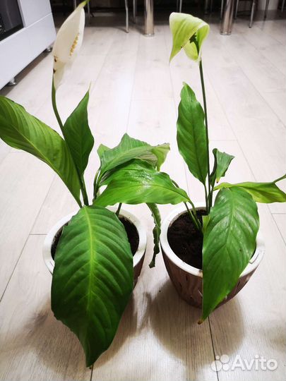 Спатифилум