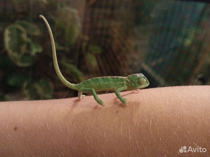Йеменский Хамелеон