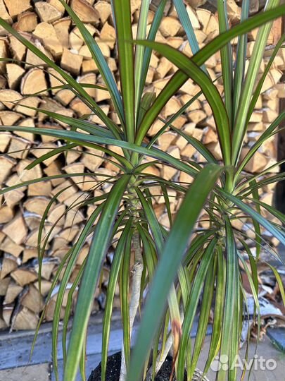 Драцена маргината