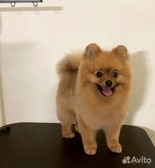 Стрижка собак мелких пород