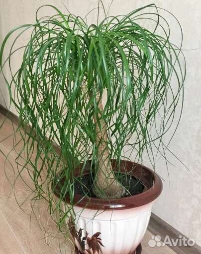 Нолина, отростки