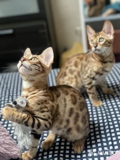 Бенгальская кошка