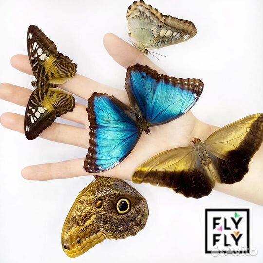 Ферма бабочек. Бабочкарий на 5 куколок с Морфо