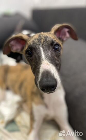 Щенки уиппета