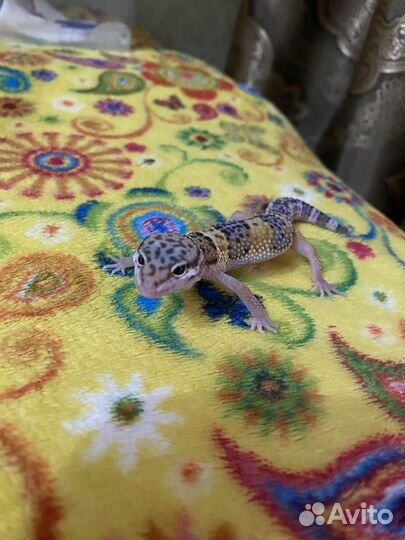 Геккон Эублефар