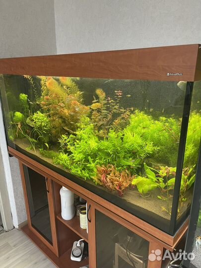 Аквариумные растения