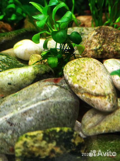 Аквариумные креветки