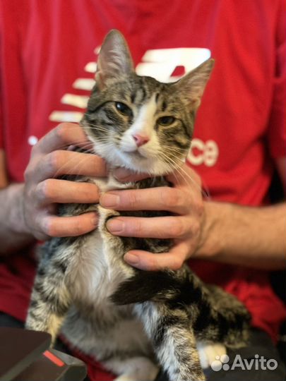 Котята даром