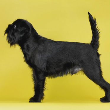 Бельгийский гриффон, взрослый пёс