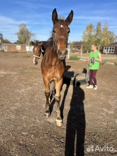 Владимирский тяжеловоз