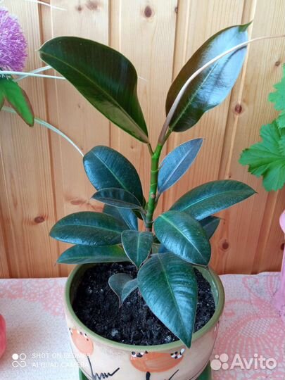 Фикус каучуконосный