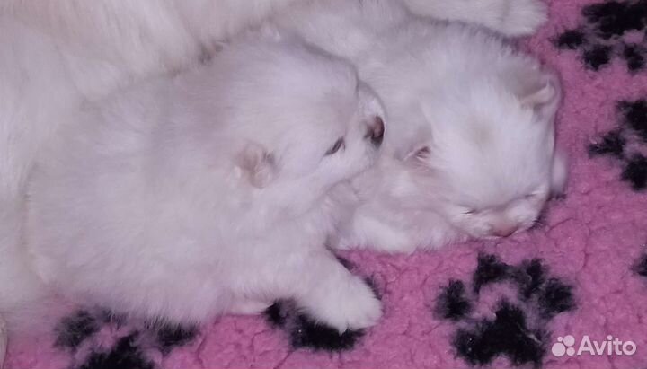 Малышата для резерва