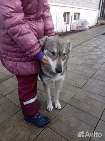 Отдам слепую лайку в добрые руки