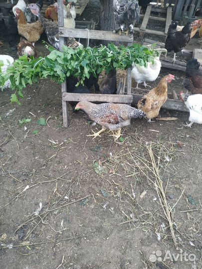 Цыплята брама