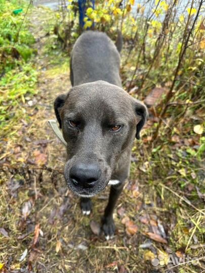 Собака в добрые руки