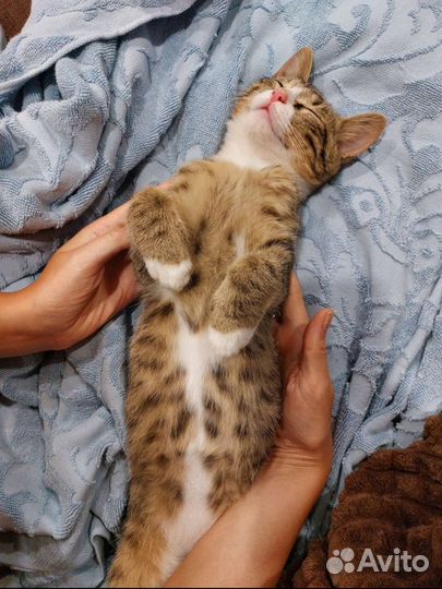 Котёнок через 3 дня окажется на улице