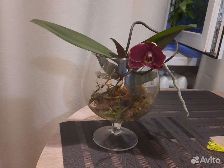 Орхидея Ола